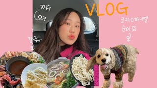 [찌주 일상 vlog] 칼국수 러버의 칼국수 정복기/ 소듕한 평일 일상 / 부천,시흥 애견카페 영화산장, 우다다멍/ 오이도 당일치기