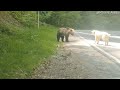 Brave Dog Scares Off Bear || ViralHog