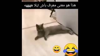 معرف باش تبلي مسكين حتموت من الضحك😂😂