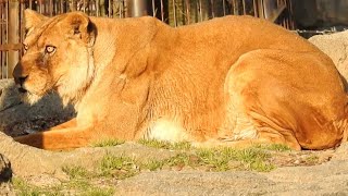 ご長寿ライオンのガーネットさんとイケメン柑太郎♡とべ動物園