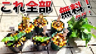 2万円分無料で入手！ビカクシダ アガベ グラキリス しかも沖縄生産の実生株！ 【ビザールプランツ】【塊根植物】【多肉】【パキポディウム】【チタノタ】