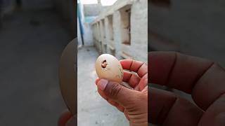 Hatching Chick's 1 Year Journey 🤲 #aseelmurga #shortvideo #top #viral #trending #youtubeshort