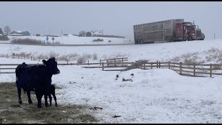 Cows come home for calving