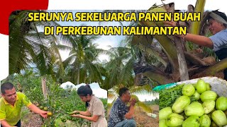 SUAMI CHINA PERTAMA KALI PANEN BUAH DI INDONESIA, LANGSUNG MAKAN DI KEBUN, SEGAR BANGET RASANYA