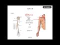 人体肌肉解剖学第四十讲：拇长展肌