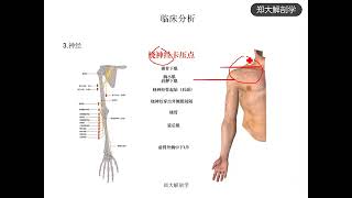 人体肌肉解剖学第四十讲：拇长展肌