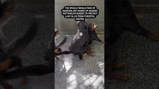 Rottweiler Bubzee Ne Kari Lady Ollie Ke Saath Bohot Gandi Harkat #shorts #rottweiler #dogs #trending