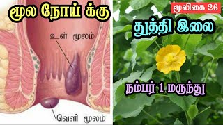 Thuthi Leaf for Piles | Thuthi Ilai Uses Tamil | Powder | Abutilon Indicum | துத்தி இலை |  மூல நோய்