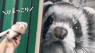 チューブレース大会優勝目指して始動します！【ferret#1055】