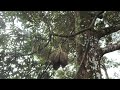 kampung durian tahun ini tembaga mulai banyak buah nya.. coba kita intip pakai drone