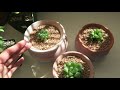 tiny succulent houseplants haworthia repotting care indoors