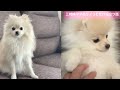 ポメラニアンの子犬と成犬ではこんなに変わる毛色の変化を解説！