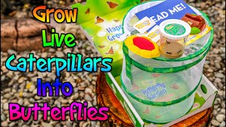 Insect Lore Butterfly Garden Kit With Cup Of Live Caterpillars - Grow Live Butterflies - Week 1