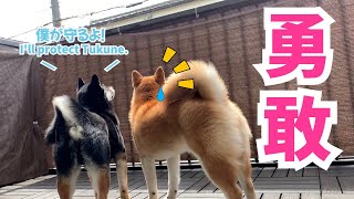 侵入者から弟を守る勇敢な兄柴犬Shiba Inu puppy