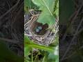 I found a new redwing blackbird nest!