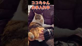 ココちゃんお手入れ中222 #shorts #野良ねこ