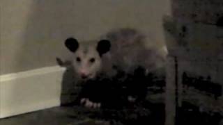 Man vs. Opossum