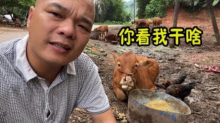 【ENG SUB】光哥是太無聊了嗎，竟然和黃牛聊天，看牛的表情就知道什麼反應【桂平光哥】