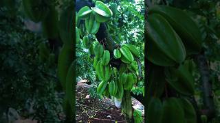 Collecting some amazing fruits garden 🍇🍍🍓 #shorts #ytshorts #fruit #nature