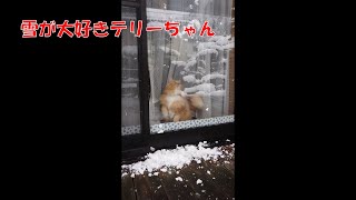 猫　ラガマフィン　雪が大好きテリーちゃん