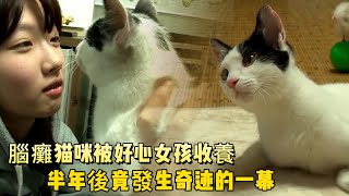 腦癱小猫被好心女孩收養，可憐的猫咪遇上最愛主人，暖哭千萬網友