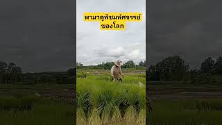 ปลูกข้าว#ถอนกล้า#ดำนา#ทํานา#ชาวนาหลกก้า