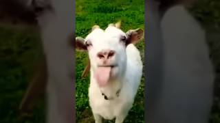 hello ap Kon, funny video,#comedy #viral #funny #realfools #abcvlogs #shorts