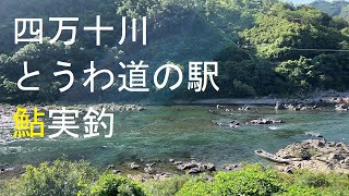 [鮎youtube] 四万十11 本流とうわ 夏盛り鮎！