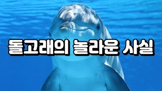 돌고래의 놀라운 사실