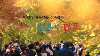 [4K] 최고의 가을, 선운사 단풍 ...(음악삽입 추가 업로드)