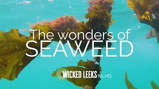 Wicked Leeks presents: The wonders of seaweed