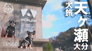 犬と旅行｜愛犬と片時も離れずに過ごせる宿【愛犬と過ごす温泉旅館 HONJIN】