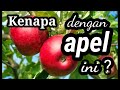 Karaoke TRAGEDI BUAH APEL -GITO ROLLIES topmusic