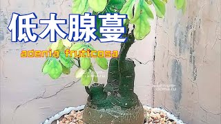 第639弹：低木腺蔓adenia fruticosa——古老智慧与现代医学的奇迹交汇