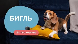 Бигль: все о породе, плюсы и минусы — шоу «Ожидание/реальность»