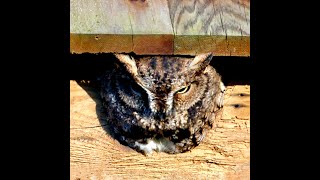 Western Screech-Owl ... evening 18Jan2025