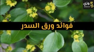 أهم فوائد ورق السدر