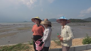 小池来到阳西赶海挖花甲，阿渔妹盛情款待吃大餐，大家互动很开心