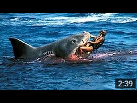 Shark Attack Human Caught On Video - YouTube