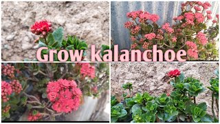 Kalanchoe, Easy Method To Care And Grow Kalanchoe