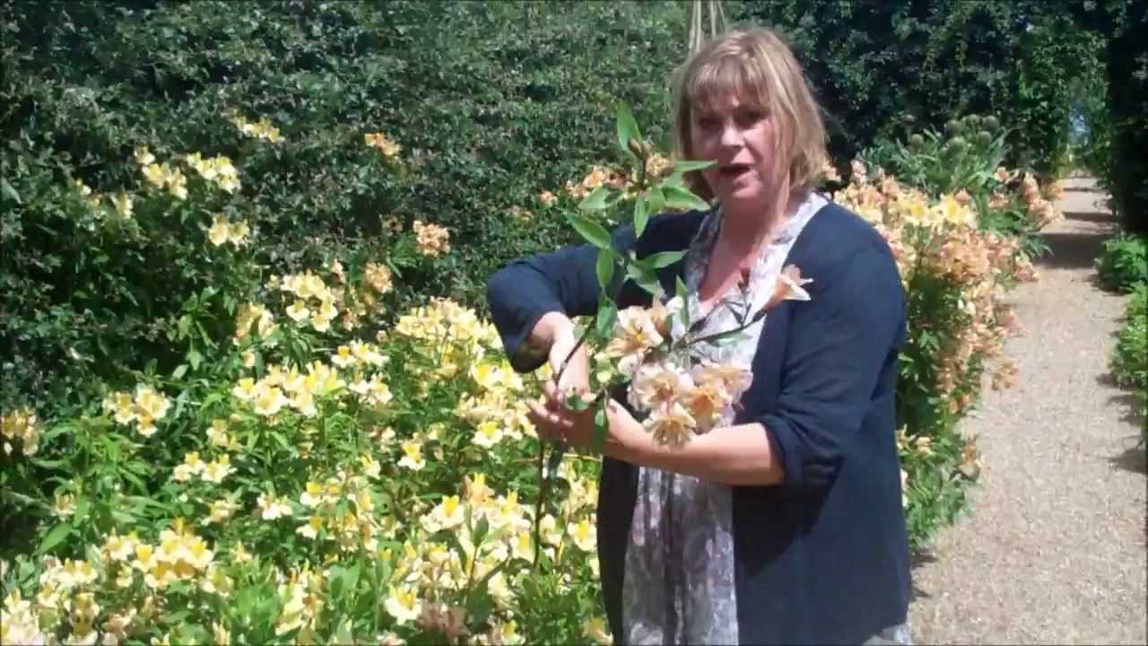 How To Grow And Harvest Alstroemeria Youtube
