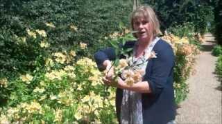 How to grow and harvest Alstroemeria