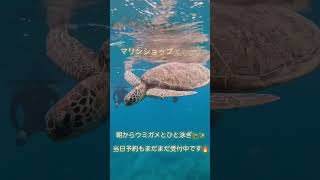 石垣島ウミガメシュノーケルツアー🏝️ ウミガメ遭遇率99.99%🔥#ウミガメ #ウミガメシュノーケル #ウミガメシュノーケリング#シュノーケル#シュノーケリング#沖縄#石垣島