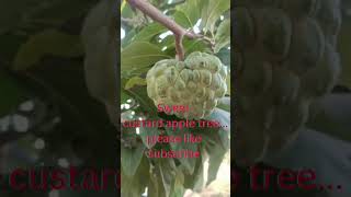 super sweet custard apple tree #ytshorts #shorts #viral #trending #prem