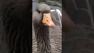 Greylag Goose #nature #reels