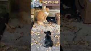 パグの子犬 vs 猫（大人） #shorts