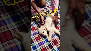 ఇది నా Bed..😲 #max #viral #trending #shorts #ytshorts #dog