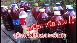 จุลินทรีย์สังเคราะห์แสง : ความเหมือนที่แตกต่าง | เกษตรกรชาวบ้าน