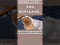 【キャバリア】飼うなら注意！その③ shorts