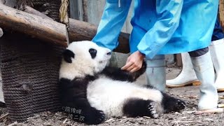 Baby HeHua Still Sleep even if She is Take to Outside 😁| Panda HappyLand #shorts